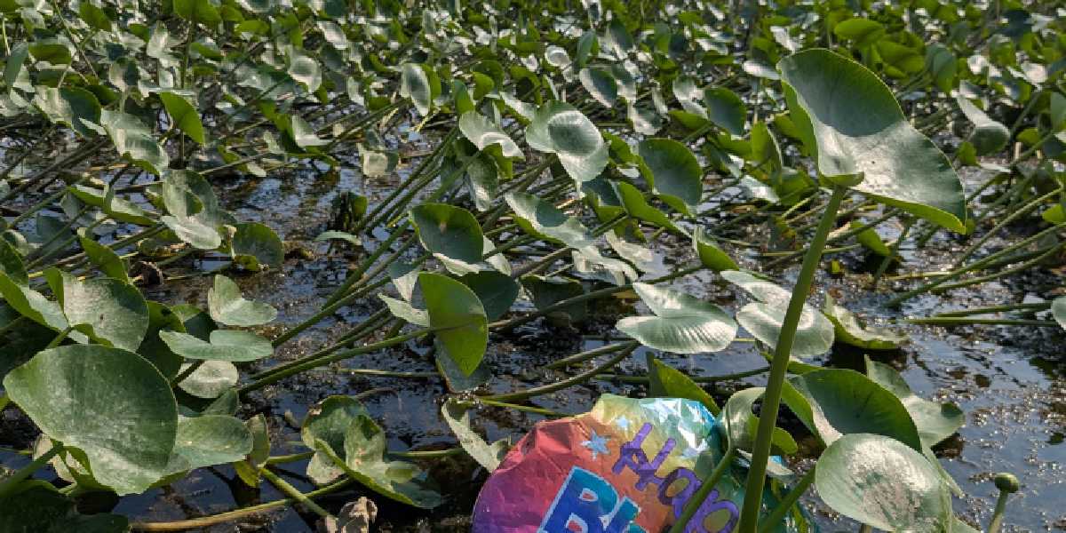 Crow's Nest Wetlands (Accokeek Creek) Cleanup - May 2026
